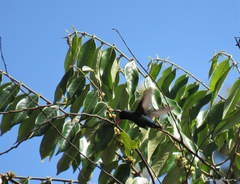 Chlorostilbon lucidus