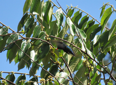 Chlorostilbon lucidus