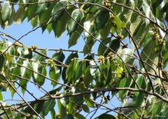Casearia grandiflora