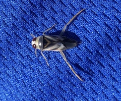 Notonecta unifasciata