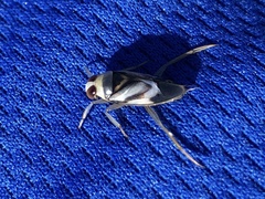 Notonecta unifasciata