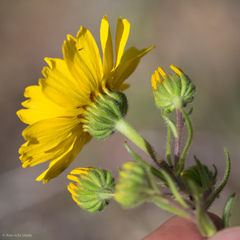 Madia radiata