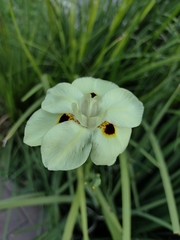 Dietes bicolor