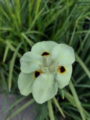 Dietes bicolor