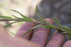 Madia radiata