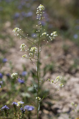 Lepidium jaredii album