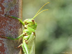 Tropidacris collaris