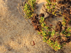 Thymus carnosus