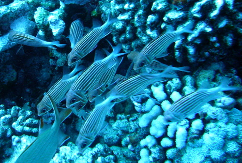 Sargocentron ensifer, 2006-09-20