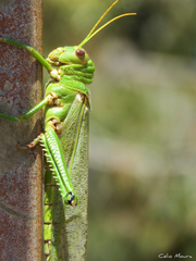 Tropidacris collaris