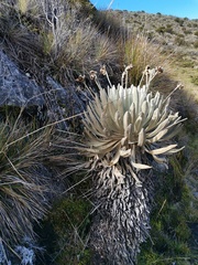 Espeletia conglomerata