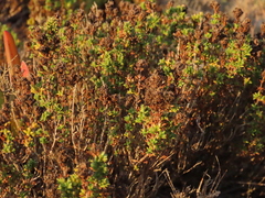 Thymus carnosus