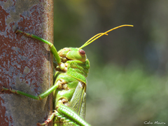 Tropidacris collaris