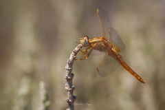 Crocothemis erythraea