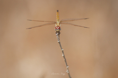Trithemis annulata