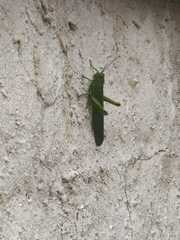 Tropidacris cristata grandis