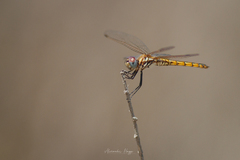 Trithemis annulata