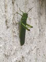 Tropidacris cristata grandis