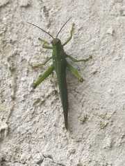 Tropidacris cristata grandis