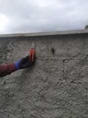 Tropidacris cristata grandis