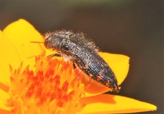 Acmaeodera mudgei