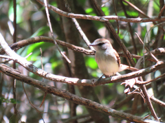 Cnemotriccus fuscatus