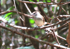 Cnemotriccus fuscatus