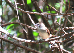 Cnemotriccus fuscatus