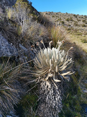 Espeletia conglomerata