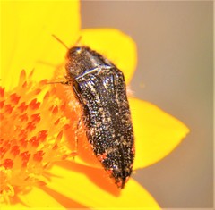 Acmaeodera mudgei