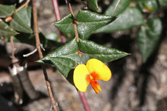 Platylobium triangulare