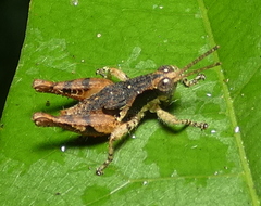 Eujivarus meridionalis