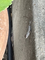 Sceloporus olivaceus