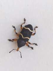 Heilipodus degeeri