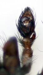 Scotophaeus scutulatus