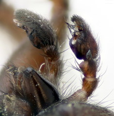 Scotophaeus scutulatus