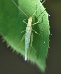 Oecanthus rohiniae