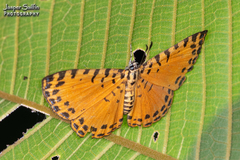 Argyrogrammana natalita