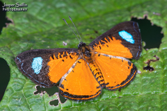 Argyrogrammana natalita