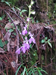 Lobelia jaliscensis
