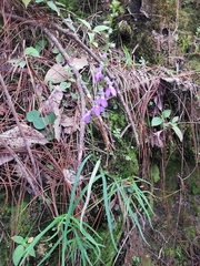 Lobelia jaliscensis