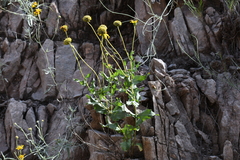 Verbesina rothrockii