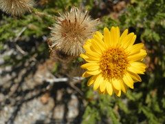 Xanthisma incisifolium