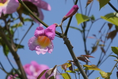 Handroanthus heptaphyllus