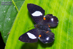 Cyrenia martia