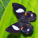 Red-spotted Metalmark - Photo (c) John Christensen, some rights reserved (CC BY-NC), uploaded by John Christensen