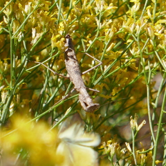 Litaneutria ocularis