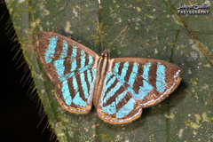 Argyrogrammana johannismarci