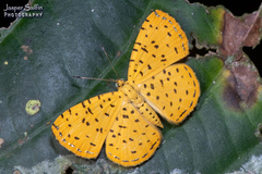 Argyrogrammana stilbe