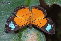 Argyrogrammana